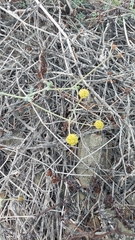 Eremocharis fruticosa