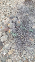 Eremocharis fruticosa