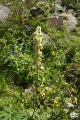 Aconitum barbatum
