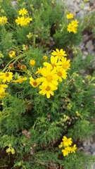 Senecio cachinalensis