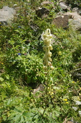 Aconitum barbatum