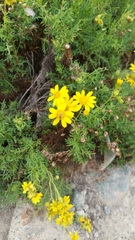 Senecio cachinalensis
