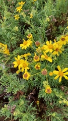 Senecio cachinalensis
