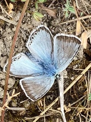 Polyommatus coridon