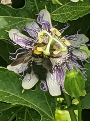 Xylocopa micans