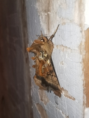 Autographa macrogamma
