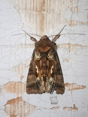 Autographa macrogamma