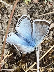 Polyommatus coridon
