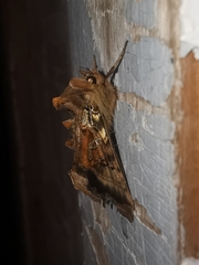 Autographa macrogamma