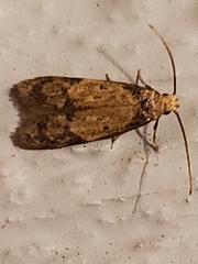 Symmocinae