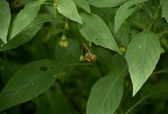Physalis longifolia subglabrata