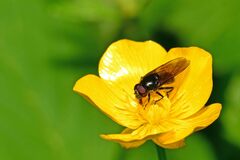 Cheilosia albitarsis