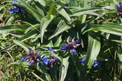 Gentiana dahurica
