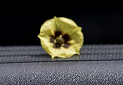 Physalis longifolia subglabrata