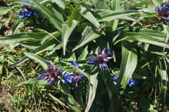 Gentiana dahurica