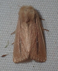 Mythimna sicula