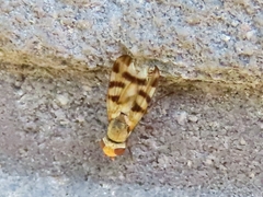 Melieria