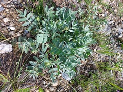 Oxytropis nitens