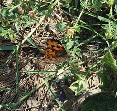 Vanessa cardui