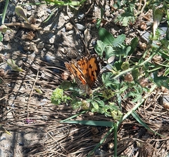 Vanessa cardui