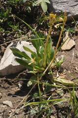 Primula maximowiczii