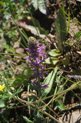 Pedicularis tatarinowii