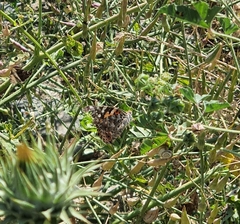 Vanessa cardui