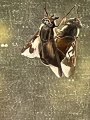 Chrysops univittatus