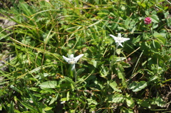 Leontopodium leontopodioides