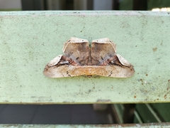 Chorodna metaphaearia