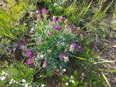 Oxytropis nitens