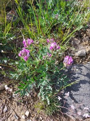 Oxytropis nitens