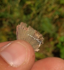 Satyrium spini