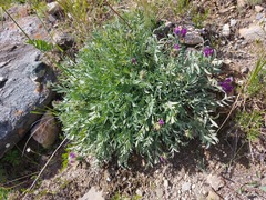 Oxytropis nitens