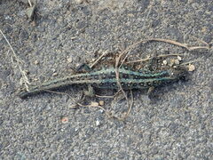 Lacerta agilis