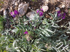 Oxytropis nitens