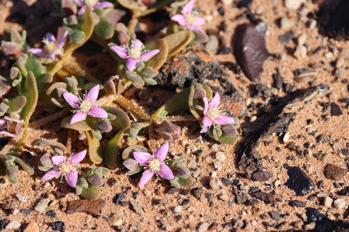 Gunniopsis kochii
