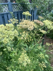 Levisticum officinale