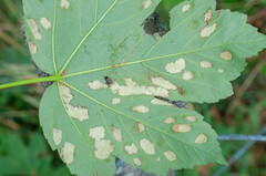 Aceria pseudoplatani