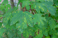 Aceria pseudoplatani