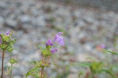 Galeopsis angustifolia