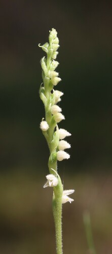Goodyera repens iNat (3)
