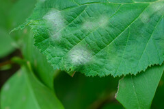 Erysiphe corylacearum