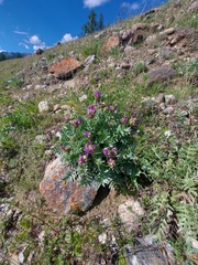 Oxytropis nitens