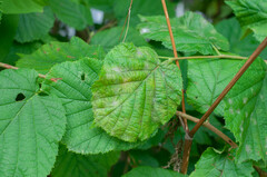 Erysiphe corylacearum