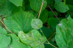 Erysiphe corylacearum