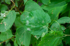 Erysiphe corylacearum