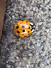Harmonia axyridis