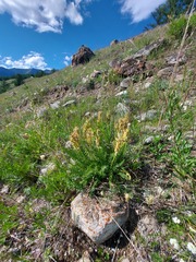 Oxytropis muricata