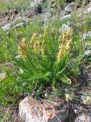Oxytropis muricata